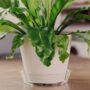 Vinyl Plant Saucer – Clear – 10″